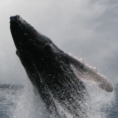 Humpback Whale Song - Drake Bay, Costa Rica - 9-14-15