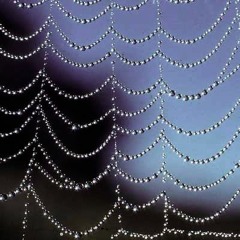 LikeATree - Indra's Web