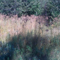 Ultrasonic Crickets - Recorded by Darren Copeland