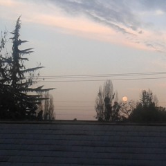 Sektore - Distinto.cris xino manu