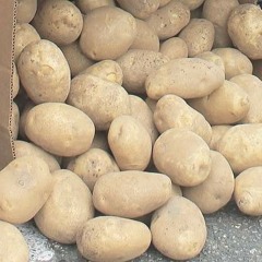 Strong dollar, port slowdown reduce U.S. potato exports. Ag Minute Sept 17, 2015