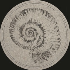 Roberto - Perisphinctes [Fossil Archive 003A]