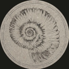 Fossil Archive 003 - Roberto - Perisphinctes Tiziani