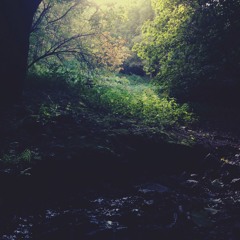 Deep in the Heart of a Wooded Grove