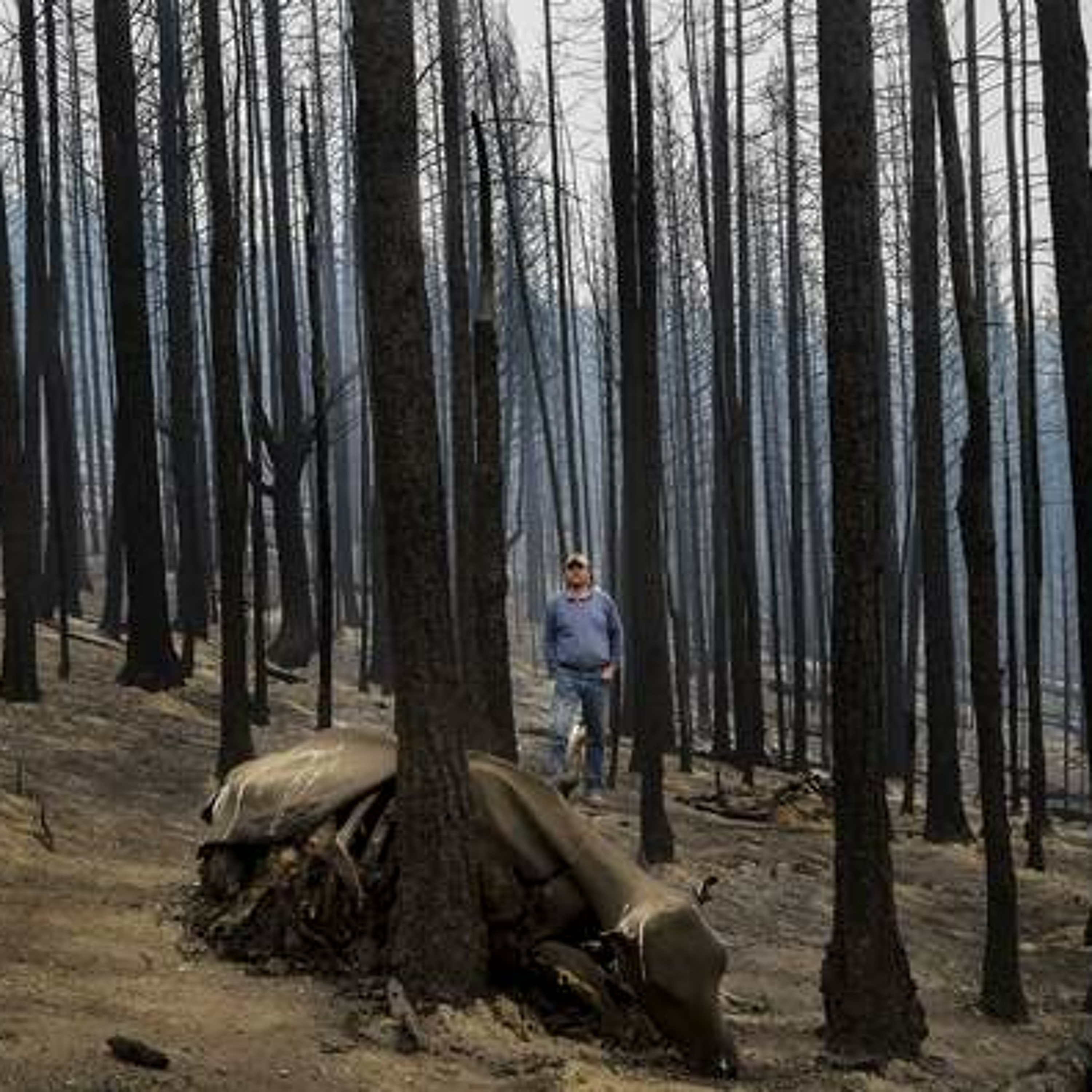 As wildfires rage in West, ranchers lose cattle, rangeland. Ag Min Sept 18, 2015