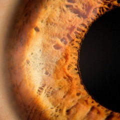 Dig Your Claws (Into My Arm)