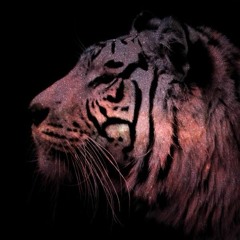 Flight Of The Navigator...