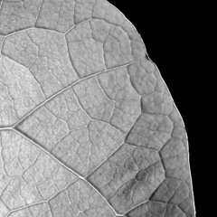 Outro Pin & Damad (SLOZHNIE) & Раджин – Белый Листок (prod. RADJIN & Track IV)