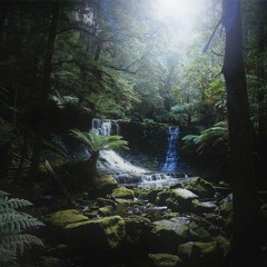 Pando, the Forest