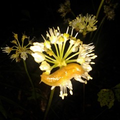 DANWALL - EMMersed (Fast & Cut Version)