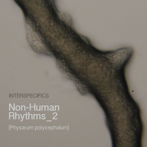 Non-Human Rhythms 2 [Physarum polycephalum]