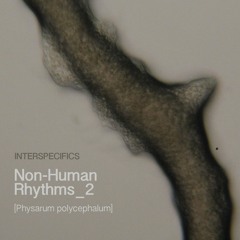 Physarum movements