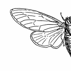 Locust Toybox - Black Peter (The Suit Remix)