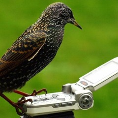 Magdi Nabil - birdy call