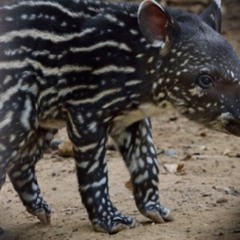 Teenage Talk (St. Vincent - Piano Cover)