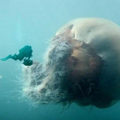Fuzz2k - Jelly Fish