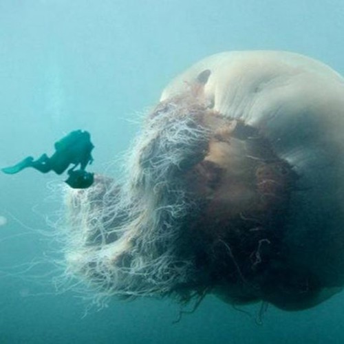 Fuzz2k - Jelly Fish