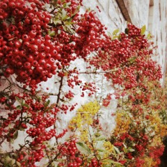 Heart Of Life (John Mayer Cover)