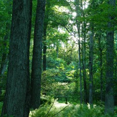 Kids (acoustic Live)