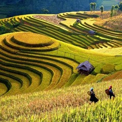 Tinh Ca Du Muc - Beat 2