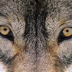 Staring At The Wolf