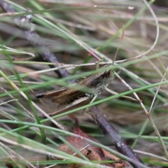 Close up recording of a Bog Bush Cricket stridulating