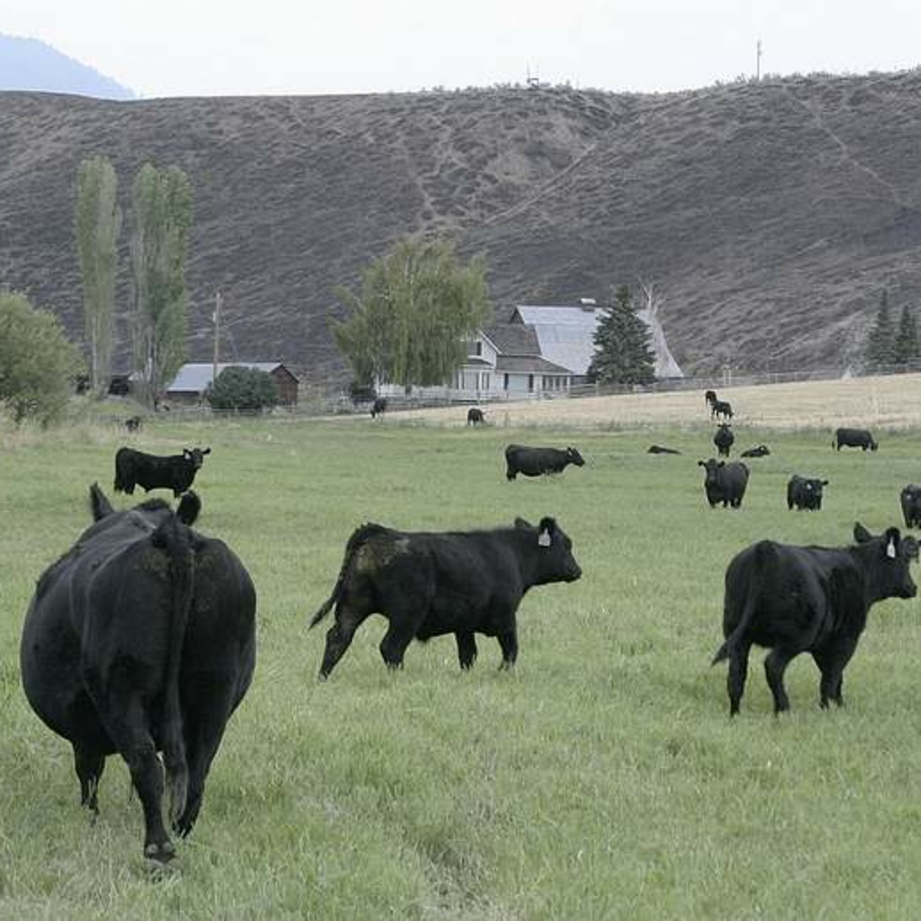 CRP grazing extended for fire, drought victims. Ag Minute for Sept. 22, 2015 episode artwork
