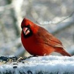 Nhac cua hoanguraquay