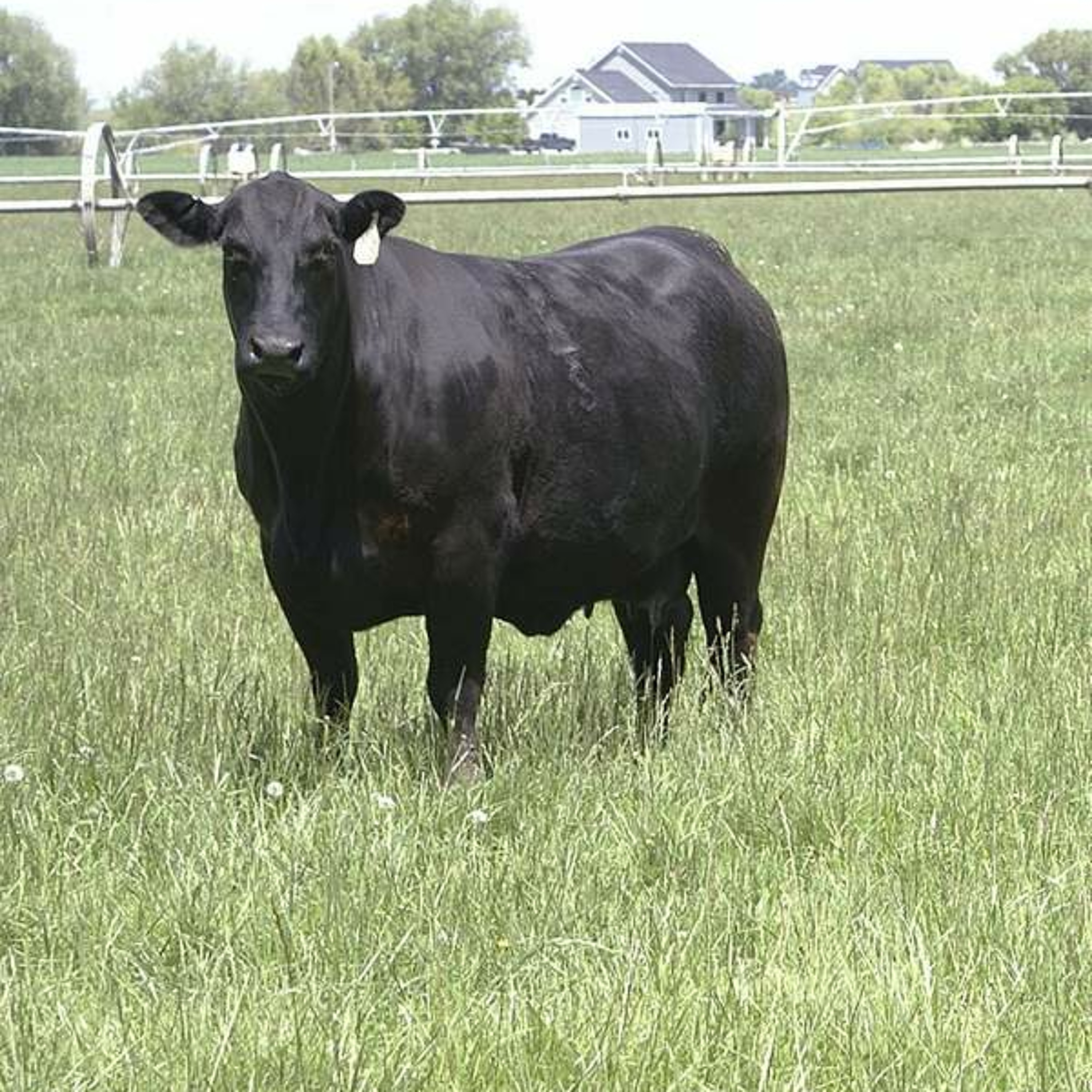 Price pressure to continue in cattle markets, analyst says. Ag Minute for Sept. 23, 2015