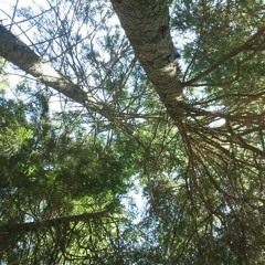 Mozart flauto e arpa