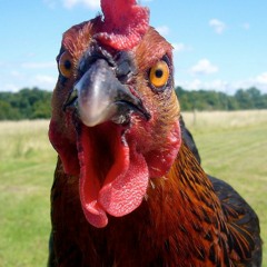 Droid vs Cock & Balls - Chicken Fucker