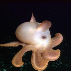 Dumbo Octopus
