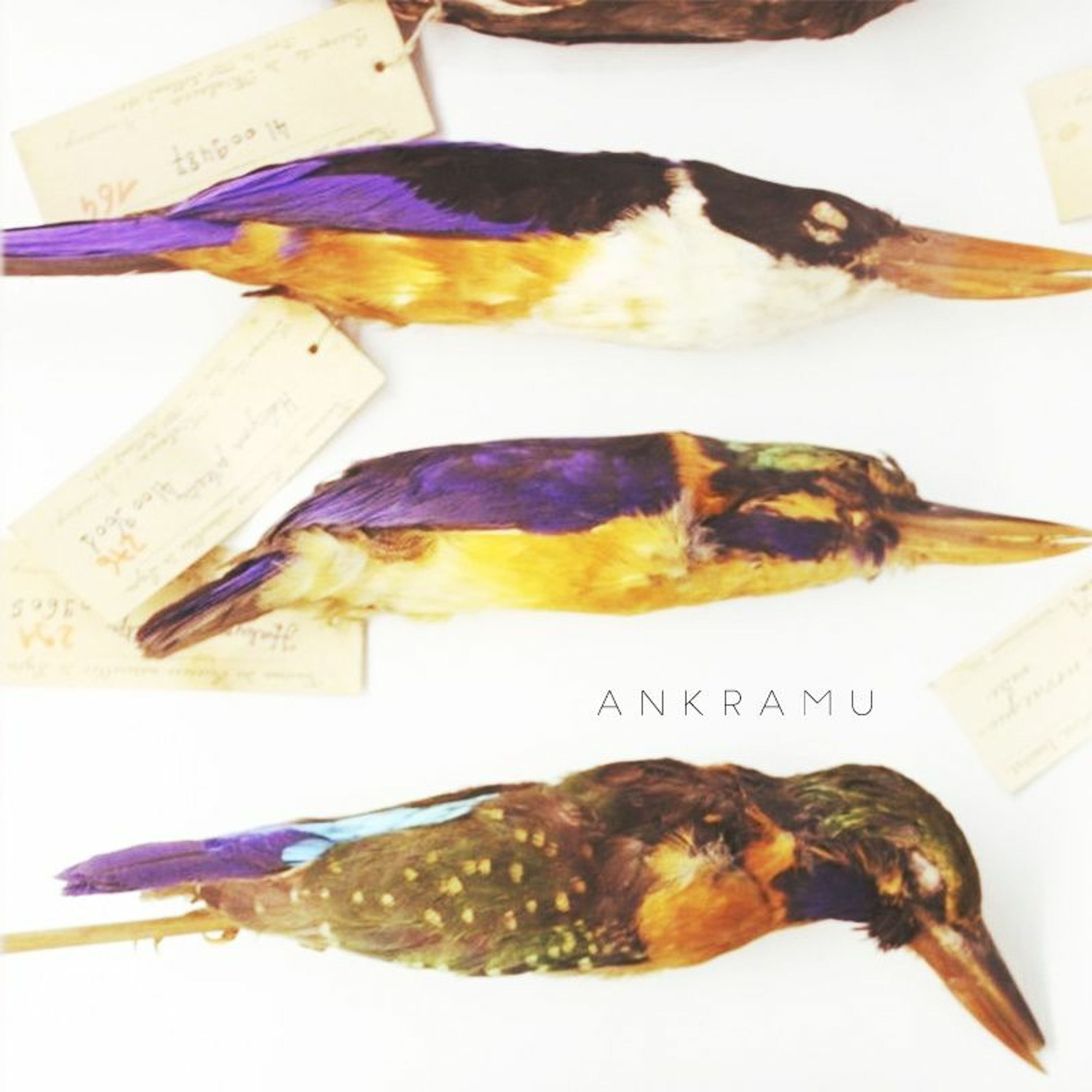 Ankramu