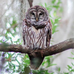 Barred Owls - caterwauling