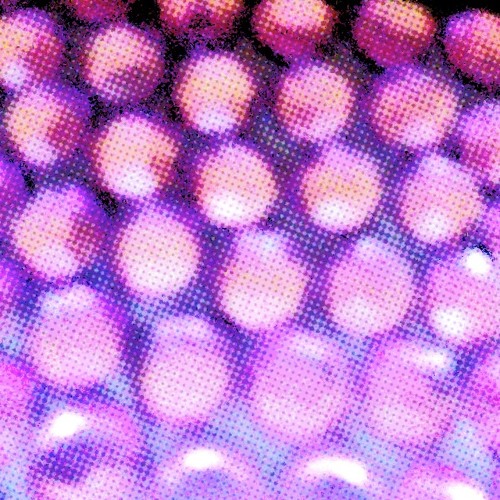 Royal Eggplant With Wormwood