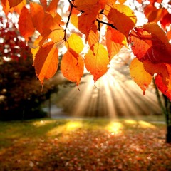 Sirwan & Haval - Autumn Leaves