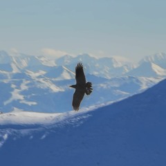Flight