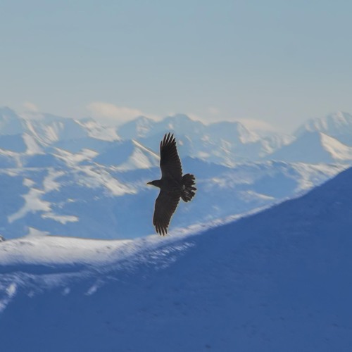 Flight