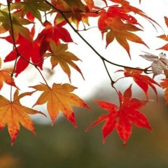 Fall Rock Ballad (Open Collab Paploviante)