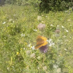 Catching The Butterfly