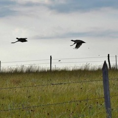 Uplander Podcast Episode1 - Sharptail