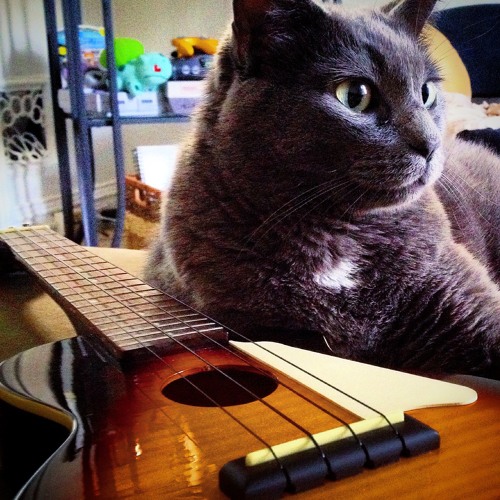 Ukulele Cover Of Dashboard Confessional - Dusk And Summer