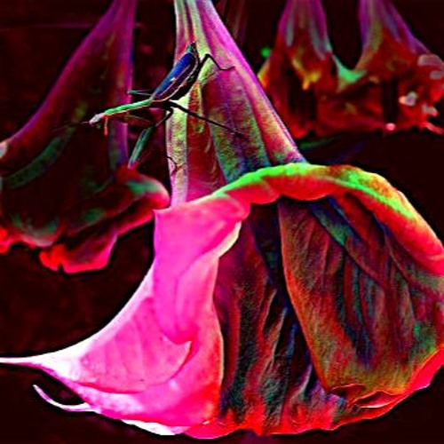 DANCING WITH THE MUSE