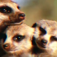 Chaostruppe - Chum mir göh use!