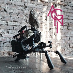 Совы нежные