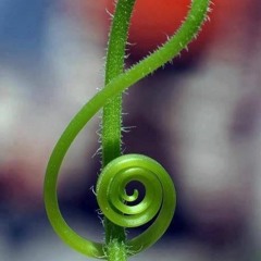 DubMasterFresh Plants Love Music latenightsummermix 2014