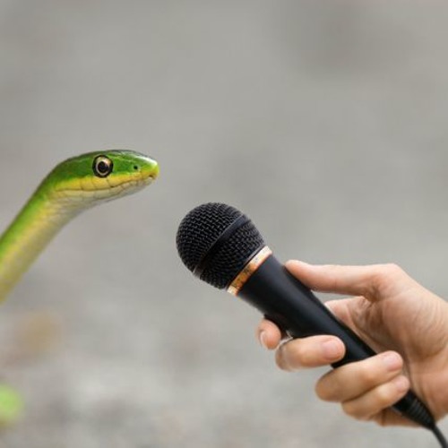 King Cobra Growling