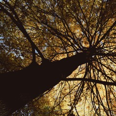 Indeëd - September 2015 - 12'' Mix