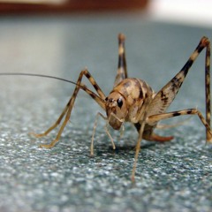 7 Crickets (A New Funk) - Dick Bagel