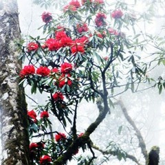HạnHuyết - Tiếng Gọi + Tuyệt Tình Ca